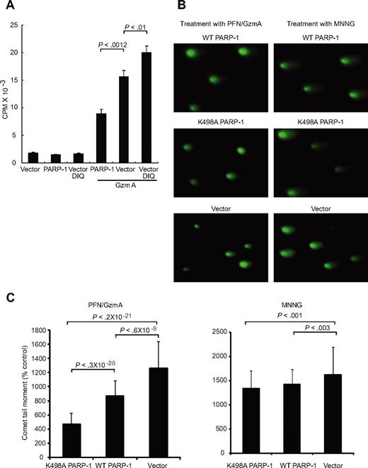 Figure 4. DNA repair by PARP-1 is disrupted by GzmA. (A) GzmA-induced DNA nicks, radiolabeled with Klenow, in HeLa cells are enhanced by inhibiting PARP-1 using the chemical inhibitor 1,5 dihydroxyisoquinoline (DIQ) and reduced by overexpressing WT PARP-1. (B) DNA damage in response to MNNG or GzmA and PFN, assessed by comet assay, is reduced by overexpressing WT PARP. Overexpression of K498A PARP-1 significantly reduces GzmA-mediated DNA damage compared with overexpression of WT PARP-1, but has a similar effect as WT PARP-1 in response to the alkylating agent. Representative comet assay images (B) and the mean and SD of the comet tail moment (C) from 3 independent experiments are shown.