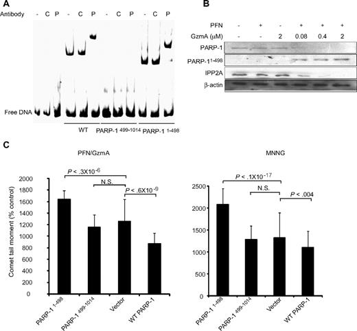 Figure 5. The N-terminal fragment of PARP-1, produced by GzmA cleavage, interferes with DNA repair. (A) The N-terminal, but not C-terminal, fragment of GzmA-cleaved PARP-1 binds to DNA by gel shift. The protein-DNA complex is supershifted by PARP-1 (P) antiserum, but not control (C) antiserum. (B) The N-terminal fragment persists in cells treated with GzmA and PFN. Cell lysates were analyzed by immunoblot probed with an antibody that recognizes the N terminus of PARP-1. (C) Overexpressing PARP1-498 in HeLa cells enhances DNA damage induced by either GzmA and PFN (left) or MNNG (right) by comet assay, whereas overexpressing WT PARP enhances DNA repair. PARP499-1014, which lacks the DNA binding domains, has no effect. N.S. = not significant. Representative data from at least 3 independent experiments are shown.