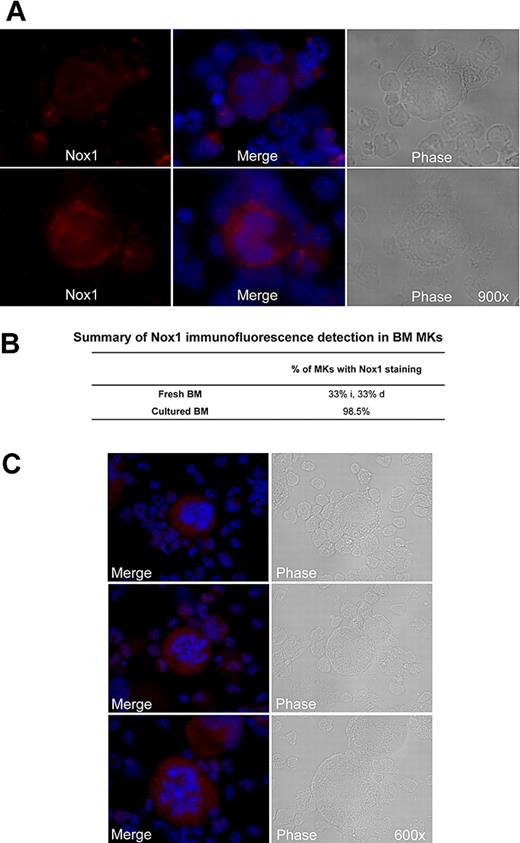 Figure 3. Immunofluorescence detection of Nox1 in MKs stimulated with TPO. (A) Immunofluorescence was performed on cytospins of cultured mouse femoral BM cells. Nox1 (red) expression was observed in MKs with dim cytosolic staining (top), with intense cytosolic staining (bottom), or no staining (as summarized in panel B). DAPI counterstain was used to stain nuclei and is shown with Nox1 staining in the center. Images are shown at ×900 magnification. (B) Summary of the percentage of MKs detected with Nox1 staining. For fresh BM, the percentages of intensely stained (i) and dimly stained (d) MKs are noted. (C) Nox1 staining in mitotic MKs is intense and non-nuclear. Nox1 was also present in all mitotic MKs examined (n = 13), as noted by condensed chromosomes.