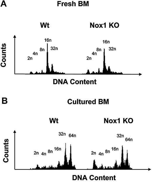 Figure 4. The ploidy profile in fresh and cultured MKs from Nox1 KO mice. (A) MK ploidy profiles from Wt and Nox1 KO mice. Fresh BM from Wt and Nox1 KO mice was fixed in 70% ethanol, washed, stained with CD41-FITC antibody, followed by propidium iodide (PI) staining before analysis on a BD FACScan. (B) MK ploidy profiles from Wt and Nox1 KO mice. BM from Wt and Nox1 KO mice was cultured and stimulated with TPO for 3 days. Cells were then fixed in 70% ethanol, washed, stained with CD41-FITC antibody, followed by PI staining before analysis on a BD FACScan. Each experiment was repeated 6 times.