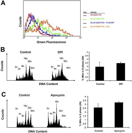 Figure 5. Nox inhibitors inhibit MK ploidy. (A) Nox inhibitor, DPI, decreases ROS production in MKs. The histogram depicts general ROS level detected by H2DCF-DA in CD41-PE–positive cells of cultured BM, as described in “Methods.” DPI was added as indicated, and H2O2 was added as a positive control, all as described in “Methods.” (B) DPI decreases ploidy of MKs in BM culture. (Left) BM cells were cultured (+TPO) for 3 days with or without 0.2 μM DPI. Cells were then labeled with CD41-FITC antibody followed by PI staining before FACS analysis on a BD FACScan. (Right) Percentage of MKs undergoing S phase. Cell-cycling cells were determined by selectively gating the area between 2N and 4N DNA peaks, as shown in the histogram profiles. Data were analyzed with FlowJo software (TreeStar). Statistical analysis was applied with the use of the t test for paired values. No significant difference was found (P > .05). (C) Apocynin decreases ploidy of MKs in BM culture. BM cells were cultured (+TPO) for 3 days with or without 200 μM apocynin. (Left) Cells were then labeled and analyzed as described above. (Right) Percentage of MKs undergoing S phase. Cell-cycling cells were determined as described above. Statistical analysis was applied with the use of the t test for paired values. No significant difference was found (P > .05).