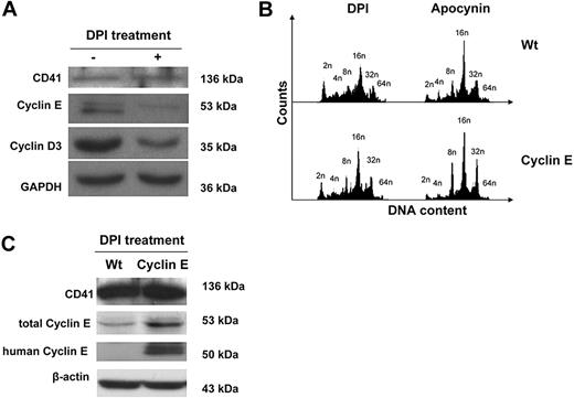 Figure 6. Effect of DPI on G1 phase cyclins and MK ploidy. (A) DPI decreases levels of G1 phase cyclins E and D3 in MKs. Wt BM was cultured (+TPO) for 3 days with or without 0.2 μM DPI. MKs were then purified from the cultures as in Figure 2, and lysates were subjected to Western blotting with the indicated antibodies. Data are representatives of 3 assays. An experiment performed with apocynin showed similar results (data not shown). (B) Expression of a cyclin E transgene partially restores the ploidy profile in Nox-inhibited MKs. Wt and cyclin E transgenic MKs were cultured (+TPO) for 3 days with 0.2 μM DPI or 200 μM apocynin. MKs were then subjected to ploidy analysis as described in “Methods” (data shown are representative of 3 experiments). (C) Cyclin E transgenic MKs have higher cyclin E levels compared with Wt on Nox inhibition. Wt and cyclin E transgenic MKs were cultured in the presence of 0.2 μM DPI and subjected to Western blot analysis with the indicated antibodies. Note that the levels of murine and human cyclin E are not comparable in this assay because they were probed with different antibodies. Similar increase in cyclin E levels in transgenic MKs compared with control was also observed in nontreated cells (not shown). Wt indicates wild-type MKs; cyclin E, cyclin E transgenic MKs. Data are representative of 3 assays.