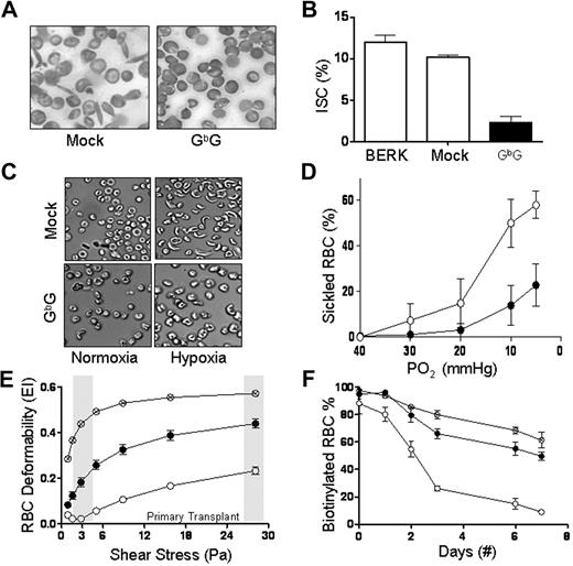 Figure 3. GbG mice that underwent transplantation after myeloablative conditioning, which resulted in correction of functional RBC parameters in primary and secondary mice. (A) Peripheral blood smears showing numerous irreversibly sickled cells (ISCs) in a mouse that underwent mock transplantation and a paucity of ISCs in a GbG mouse. (B) Quantification of ISCs in peripheral blood smears of BERK mice that did not undergo transplantation (n = 5), mock mice (n = 3), and GbG mice (n = 5). (*P < .05; **P < .01). (C) Deoxygenation of blood induces sickling of RBCs in a mock mouse; sickling is largely absent in a GbG mouse. (D) Quantification of sickle RBCs upon graded hypoxia (by tonometry) in the GbG mice (●), compared with mock mice (○). (E) RBC deformability by LORCA analysis in GbG, mock, and normal mice (C57, ⊗) analyzed at 18 weeks in primary transplant recipients. Similar data were seen in secondary recipients (data not shown). Flow at low (3 Pa) and high (28 Pa) shear stress is represented by shaded areas. (F) RBC half-life (determined by in vivo biotin labeling) in the GbG mice, mock/BERK mice, and normal mice after primary transplantations. Similar results were seen in secondary recipients (data not shown).