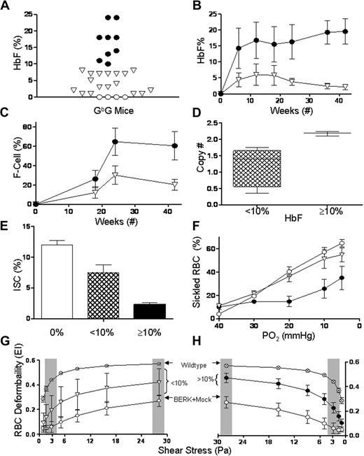 Figure 4. HbF expression and functional correction in GbG mice that underwent transplantation after reduced-intensity conditioning, separated into 2 groups: mice with HbF of 10% or more (GbG≥10) and mice with HbF of less than 10% (GbG<10). (A) HbF in individual BERK mice 18 weeks after transplantation of sGbG-transduced BERK HSCs, after reduced-intensity conditioning. (B-C) Stable and high HbF expression and F-cell repopulation in long-term survivors analyzed at 11 months. (D) Box and whisker plot showing vector copy numbers in GbG<10 and GbG≥10 mice, with mean vector copy number denoted by the line. Symbols in panels A through C represent mouse groups: ○ = mock (HbF 0%), ▽ = GbG<10 (HbF < 10%), and ● = GbG≥10 (HbF ≥ 10%). (E) The proportion of ISCs was reduced (P < .04) in GbG<10 mice, but was markedly reduced in GbG≥10 mice (P < .001), compared with mock mice. (F) Graded deoxygenation via tonometry demonstrates significant reduction in sickling at physiologically relevant partial oxygen pressures (PO2) in GbG≥10 mice, whereas GbG<10 mice RBC sickled similar to controls. (G-H) RBC deformability showed highly variable improvement in deformability in GbG<10 mice. In contrast, RBC deformability in GbG≥10 mice was highly significantly improved at low and high shear stress (P < .001). Symbols represent mouse groups: ○, mock; ▽, GbG<10; ●, GbG≥10; and ⊗, wild-type mice (C57BL/6). Gray shaded rectangles are representative of low and high shear stress through microvessels and large vessels, respectively. Error bars indicate SEM.