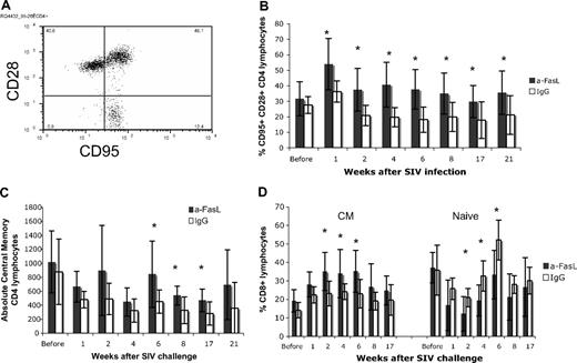 Figure 2. Central memory lymphocytes are preserved in blood after anti-FasL treatment. (A) Central memory (CM), effector memory (EM), and naive lymphocyte populations were defined on the basis of CD95 and CD28 expression. Significantly higher percentages (B) as well as absolute numbers (C) of CD95+CD28+ CM CD4 lymphocytes were observed at various time points after SIV infection in anti-FasL–treated animals. (D) The anti-FasL–treated animals had significantly higher percentages of CM CD8 lymphocytes at most time points after SIV infection. The percentages of naive (CD95−CD28+) CD8 lymphocytes were significantly lower at these times. *P < .05 (significant differences by paired testing). Error bars indicate SEM.