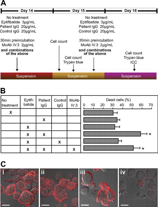 Figure 2. Treatment, proliferation, and viability of cultured cord blood-derived megakaryocytes. (A) Treatment plan for CD34+-derived human megakaryocytes. The different interventions at different days are indicated by arrows. At days 15 and 16, cells were counted and trypan blue staining was performed to assess viability of the differentiated cells. ICC indicates immunocytochemistry; MoAb IV.3, FcRIIa-blocking monoclonal antibody. (B) The percentage of dead cells on day 16 in the different treatment groups (mean ± SEM; n = 4). Megakaryocytes treated with eptifibatide and patient IgG showed a significantly increased rate of cell death compared with the control experiments (P = .01). This effect was not inhibited by preincubation with the Fc-RIIa-blocking MoAb IV.3 (P = .458). * P < .05. (C) ICC images of cultured megakaryocytes that were stained for GPIIbIIIa (indicated in red) as described in “Immunocytochemistry of cultured cord blood stem cells.” The buffer-treated cells (Ci), the eptifibatide-treated cells (Cii), as well as the cells treated with patient IgG only (Ciii) show intense staining for GPIIbIIIa, whereas eptifibatide + patient IgG (Civ) treated cells show minimal GPIIbIIIa expression. Scale bars represent 10 μm. This figure is representative of 4 independent experiments.