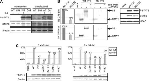 Figure 2. Functional properties of mutated STAT6 proteins in HEK transfectant cells. (A) Transfected HEK293 cells expressing WT or N417/N430 DM STAT6, selected with G418 (transfection 1, pools; 2, single clones), were incubated (+) or not (−) with 10 ng/mL IL-4 for 24 hours. Western blot analyses of total protein extracts (7 μg) probed with antibodies against P-STAT6 (Tyr-641), total STAT6, and β-actin are shown. (B) EMSA was prepared using 1 μg nuclear extracts from mock transfected cells, WT or DM STAT6 HEK293 pools, stimulated with 10 ng/mL IL-4 for 6 hours, and radiolabeled N3-GAS or N4-GAS probes. Incubation was performed with (+) or without (−) an antibody against STAT6 or an excess of cold probe. The protein/DNA complexes were electrophoresed on the same gel and are assembled side by side in the figure for better comparison. The position of the STAT6 containing complexes and of the complexes supershifted (SS) by the antibody are indicated. Phosphorimager quantification of the radiolabeled complexes is shown in the left plots, and Western blot analysis of P-STAT6 and HDAC, used as a loading control, in nuclear extracts is shown in the right plot. (C) HEK293 cells were cotransfected with expression vectors for WT STAT6, single or DM STAT6 mutants, or a control mock-vector, together with 3 × N3-luc (left plot) or with 3 × N4-luc (right plot) luciferase reporter constructs. The diagrams show the mean percentage of luciferase activity, after normalization for transfection efficacy, in cells treated () or not () with 10 ng/mL IL-4 for 20 hours, compared with WT STAT6 expressing cells (set to 100%). Error bars shows the SD (3 independent experiments). The amount of P-STAT6 in total protein extracts of IL-4-treated cells, detected by immunoblotting, is shown in the bottom panel.