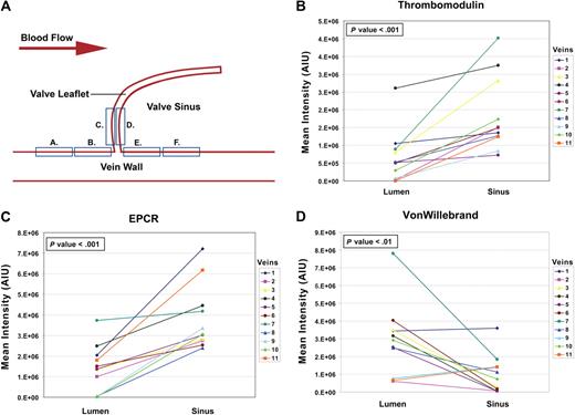 Figure 1. Diagrammatic representation of the differences of the means measured on the valvular versus the nonvalvular vein endothelium. (A) Diagram showing the locations of the endothelial confocal measurements made on the vein lumenal surface and in the valve sinus. (B-D) Graphic representations of the differences in mean intensity between the vein lumenal endothelium (combined areas A-C) and the valvular sinus endothelium (combined areas D-F) for EPCR, TM, and VWF, respectively. Paired t tests were used to test the differences in the means for each vein (see supplemental data and supplemental Table 1 with supporting data for this figure).