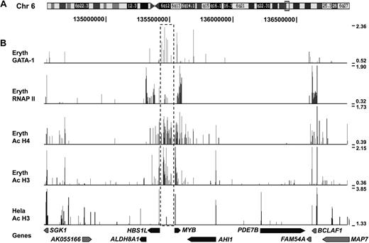 Figure 2. ChIP-chip data for the 6q23 locus in erythroid precursor and HeLa cells. (A) The box on chromosome 6 represent a 2.5-Mb region (position chr6: 134 503 000-136 928 000), which is covered in this figure and includes the 6q23 locus. (B) Results from ChIP-chip experiments for GATA-1, RNAP II, AcH4, and AcH3 in erythroid precursors and AcH3 in HeLa cells. Genes in the 6q23 locus are shown below as black arrows and other genes in gray. The HBS1L-MYB intergenic region is indicated by the boxed area marked with dashed lines to highlight the strong histone acetylation and GATA-1 binding signals in erythroid precursor cells. Data are displayed in the UCSC Genome Browser27 using autoscale settings.
