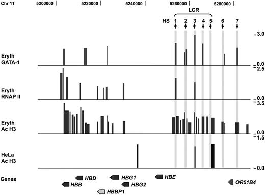 Figure 4. ChIP-chip data for the β globin locus in erythroid precursor and HeLa cells. Results from ChIP-chip experiments for GATA-1, RNAP II, and AcH3 in erythroid precursors and AcH3 in HeLa cells analyzed on the custom designed array. The figure covers a 120-kb region (position chr11: 5 180 000-5 302 000) that includes the entire β globin locus. The globin genes are indicated below and include β globin (HBB), δ globin (HBD), γ globin (HBG1 and HBG2) and ϵ globin (HBE), and the βψ pseudogene (HBBP1). The region also includes the olfactory gene (OR51B4). Hypersensitive sites in the β-globin LCR (HS1-HS5) and the upstream HS6 and HS7 are marked with .