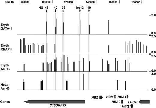 Figure 5. ChIP-chip data for the α globin locus in erythroid precursor and HeLa cells. Results from ChIP-chip experiments for GATA-1, RNAP II, and AcH3 in erythroid precursors and AcH3 in HeLa cells analyzed on the custom-designed array. The figure covers a 120-kb region (position chr16: 70 000-187 000) that includes the α-globin locus. The globin genes are indicated below and include ζ globin (HBZ), α globins (HBA1 and HBA2), and θ globin (HBQ1), and the ψα2 pseudogene (HBM). Other genes include C16ORF35 and LUC7L. Hypersensitive sites in the human α globin locus (HS48, HS40, HS33, and HS10) and the human orthologous mouse HS12 (ho12) are marked with .