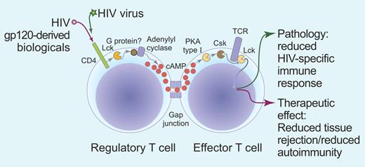 Figure 1. A schematic representation of regulatory T cell (Treg) immunosuppression by cAMP following gp120 ligation of CD4. Upon triggering of CD4 on Tregs by gp120 protein or possibly by gp120-derived agonists, Lck becomes active and turns on cAMP production by adenylyl cyclase possibly through interaction with a G protein. cAMP is transferred from Treg to effector T cells through cell-to-cell contacts called GAP junctions that allow diffusion of small molecules down the concentration gradient and into effector T cells. Once inside effector cells, cAMP inhibits immune function through PKA–Csk inhibitory pathway that turns off T-cell activation proximally under the T-cell receptor. This could be damaging in HIV, leading to defective anti-HIV immune responses, but a wanted effect when using gp120-derived agonists to modulate the unwanted immunity in tissue rejection or excessive autoimmune responses. Professional illustration by Paulette Dennis.