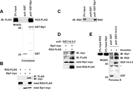 Figure 1. Rap1GAP2 interacts with Slp1. (A) Pull-down of transfected Rap1GAP2 with GST-Slp1. COS-1 cells were transfected with FLAG-tagged Rap1GAP2 (RG2-FLAG). (Bottom panel) Equal amounts of GST as control and GST-Slp1 coupled to GSH-Sepharose beads were used for precipitation. (Top panel) Bound Rap1GAP2 protein was visualized by immunoblot using anti-FLAG antibody. Expression level of Rap1GAP2 is shown as 2% input of total RG2-FLAG. The broad band of Rap1GAP2 is probably the result of extensive posttranslational modifications. (B) Coimmunoprecipitation of transfected Rap1GAP2 and Slp1. COS-1 cells were transfected with FLAG-tagged Rap1GAP2, myc-tagged Slp1, or FLAG-tagged Rap1GAP2 together with myc-tagged Slp1. After lysis, Rap1GAP2 was precipitated with anti-FLAG antibody. The precipitates were analyzed for the presence of bound Slp1 by immunoblot using anti-myc antibody. (Top panel) Precipitation results. (Bottom 2 panels) Transfection levels of Rap1GAP2 (total RG2-FLAG, 2% input) and Slp1 (total Slp1-myc, 2% input). (C) Pull-down of endogenous Rap1GAP2 with GST-Slp1 from human platelets. Equal amounts of GST as control and GST-Slp1 coupled to GSH-Sepharose beads were incubated with human platelet lysate. Bound endogenous Rap1GAP2 protein was visualized with anti-Rap1GAP2 antibody (RG2). Expression level of Rap1GAP2 is shown as 2% input of total RG2. (D) Pull-down of transfected Rap1GAP2 and Slp1 with GST-14-3-3. COS-1 cells were transfected with myc-tagged Slp1 and without or with FLAG-tagged Rap1GAP2 (RG2-FLAG). Cells were lysed, and GST-14-3-3β was used to pull down Rap1GAP2 and indirectly Slp1 bound to Rap1GAP2. (Top panel) Precipitated Slp1 was visualized by immunoblotting using anti-myc antibody. (Second panel from top) Precipitation of Rap1GAP2 was controlled by immunoblot with anti-FLAG antibody. In parallel, total cell lysates were analyzed for the expression of Slp1 (total Slp1-myc, 2% input) and Rap1GAP2 (total RG2-FLAG, 2% input). (E) Pull-down of endogenous Rap1GAP2 and Slp1 from human platelets. Lysates from thrombin-treated platelets were subjected to pull-down assays using either GST as control or GST-14-3-3β. (First and second panels from top) The precipitates were analyzed for the presence of endogenous Rap1GAP2 (RG2) and Slp1 using specific anti-Rap1GAP2 and anti-Slp1 antibodies. Expression levels of Rap1GAP2 and Slp1 are shown as 2% input of total protein amounts. (Bottom panel) The amounts of GST and GST-14-3-3β used for precipitation. *Unspecific band.