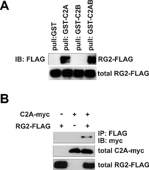 Figure 2. C2A domain of Slp1 is sufficient for binding of Slp1 to Rap1GAP2. (A) Pull-down of transfected Rap1GAP2 with GST-Slp1 mutants. Lysates of HeLa cells overexpressing FLAG-tagged Rap1GAP2 (RG2-FLAG) were subjected to pull-down experiments using equal amounts of GST as control and GST fusion proteins of C2A (amino acids 292-393 of Slp1), C2B (amino acids 433-580 of Slp1), and C2AB (amino acids 292-580 of Slp1). (Top panel) The precipitates were analyzed for the presence of bound Rap1GAP2 by immunoblot with anti-FLAG antibody. (Bottom panel) Expression levels of Rap1GAP2 (total RG2-FLAG, 2% input). (B) Coimmunoprecipitation of transfected Rap1GAP2 and Slp1-C2A. HeLa cells were transfected with FLAG-tagged Rap1GAP2, myc-tagged C2A domain of Slp1, or FLAG-tagged Rap1GAP2 together with myc-tagged Slp1-C2A. After lysis, Rap1GAP2 was precipitated with anti-FLAG antibody. (Top panel) The precipitates were analyzed for the presence of bound Slp1-C2A by immunoblot using anti-myc antibody. (Bottom 2 panels) Expression levels of Slp1-C2A (total C2A-myc, 2% input) and Rap1GAP2 (total RG2-FLAG, 2% input).