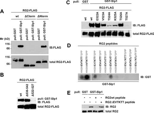 Figure 3. Binding of Rap1GAP2 to Slp1 is mediated through the TKXT motif within the C-terminus of Rap1GAP2. (A) Pull-down of transfected Rap1GAP2 truncation mutants with GST-Slp1. HeLa cells were transfected with either FLAG-tagged Rap1GAP2 (RG2-FLAG) wild-type or different Rap1GAP2 truncation mutants. Rap1GAP2ΔCterm lacks amino acids 467-715, whereas Rap1GAP2ΔNterm lacks amino acids 1-121. Cells were lysed, and pull-down assays using GST or GST-Slp1 were performed. Precipitates were analyzed for the presence of FLAG-tag containing proteins by immunoblot with anti-FLAG antibody. (Top panel) Precipitation results. (Bottom panel) Expression levels of RG2 proteins (total RG2-FLAG, 2% input). (B) Pull-down of transfected Rap1GAP2 deletion mutants with GST-Slp1. Lysates of HeLa cells overexpressing either FLAG-tagged Rap1GAP2 wild-type (RG2-FLAGwt) or deletion mutants Rap1GAP2Δ536-542 as control and Rap1GAP2Δ522-527 were subjected to GST-Slp1 pull-down assays followed by immunoblot analysis using anti-FLAG antibody. (Top panel) Precipitation results. (Bottom panel) Expression levels of RG2 proteins (total RG2-FLAG, 2% input). (C) Pull-down of transfected Rap1GAP2 alanine point mutants with GST-Slp1. HeLa cells were transfected with FLAG-tagged Rap1GAP2 wild-type (RG2-FLAGwt) or different Rap1GAP2 point mutants having each of the amino acids within the EVTKTT sequence (amino acids 522-527) changed to alanine as indicated. Cells were lysed, and lysates were subjected to GST-Slp1 pull-down assays followed by immunoblot analysis with anti-FLAG antibody. (Top panel) Precipitation results. (Bottom panel) Expression levels of RG2 proteins (total RG2-FLAG, 2% input). (D) Peptide binding assay (PepSpot). Synthetic Rap1GAP2 (RG2) peptides covalently bound to cellulose membrane containing either wild-type EVTKTT sequence of Rap1GAP2 or with consecutive amino acid changed to alanine (A) or phosphorylated threonine residues (pT) as indicated were subjected to GST-Slp1 overlay assay followed by immunoblot analysis using anti-GST antibody. (E) Pull-down of endogenous Rap1GAP2 with GST-Slp1 from human platelet lysates in absence or presence of Rap1GAP2 peptides. Human platelet lysate or lysate supplemented with Rap1GAP2 wild-type (RG2wt) peptide (amino acids 518-532 of Rap1GAP2) or Rap1GAP2ΔEVTKTT (RG2ΔEVTKTT) peptide (amino acids 515-535 of Rap1GAP2 lacking amino acids 522-527) in dimethyl sulfoxide 100 μM each were subjected to GST-Slp1 pull-down assays. The presence of endogenous Rap1GAP2 protein (RG2) was analyzed by immunoblot using anti-Rap1GAP2 antibody. (Top panel) Precipitation results. (Bottom panel) Expression levels of endogenous Rap1GAP2 protein (total RG2, 2% input).