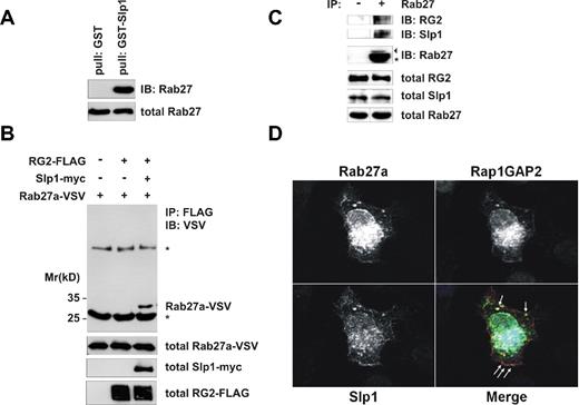 Figure 4. Rap1GAP2, Slp1, and Rab27 form a trimeric complex in vivo. (A) Pull-down of endogenous Rab27 with GST-Slp1 from human platelets. Human platelet lysate was subjected to GST-Slp1 pull-down assay followed by immunoblot analysis using anti-Rab27 antibody, which recognizes both isoforms, Rab27a and Rab27b. (Top panel) Precipitation results. (Bottom panel) Expression levels of endogenous Rab27 protein (total Rab27, 2% input). (B) Coimmunoprecipitation of transfected Rap1GAP2 in complex with Slp1 and Rab27a. HeLa cells were transfected either with VSV-tagged Rab27a alone, together with FLAG-tagged Rap1GAP2, or with FLAG-tagged Rap1GAP2 and myc-tagged Slp1. At 24 hours after transfection, cells were lysed, and Rap1GAP2 was immunoprecipitated using anti-FLAG antibody. The precipitates were analyzed for the presence of Rab27a using anti-VSV antibody. (Top panel) Precipitation results. *Immunoglobulin heavy and light chains. (Bottom 3 panels) Expression levels of transfected Rab27a-VSV, Slp1-myc, and Rap1GAP2-FLAG, each as 2% input. (C) Coimmunoprecipitation of endogenous Rap1GAP2 in complex with Slp1 and Rab27 from human platelets. Human platelet lysate containing endogenous Rab27, Rap1GAP2, and Slp1 was subjected to coimmunoprecipitation using anti-Rab27a antibody. (First and second panels from top) The precipitates were examined for the presence of Rap1GAP2 and Slp1 by immunoblot using specific anti-Rap1GAP2 and anti-Slp1 antibodies. (Third panel from top) Amounts of precipitated Rab27 were controlled with anti-Rab27a antibody. As indicated in panel A, the Rab27 band probably consists of both isoforms, Rab27a and Rab27b. Arrowhead represents precipitated Rab27. *Immunoglobulin light chain. (Bottom 3 panels) Expression levels of endogenous Rap1GAP2 (total RG2), Slp1 (total Slp1), and Rab27 (total Rab27), each as 2% input. Vertical lines have been inserted to indicate a repositioned gel lane in the first and second panels from top as well as in the bottom panel. (D) Colocalization of transfected Rap1GAP2, Slp1, and Rab27a. Colocalization of EGFP-tagged Rab27a, VSV-tagged Rap1GAP2, and myc-tagged Slp1 overexpressed in HeLa cells was analyzed by immunofluorescence as described in “Confocal microscopy.” Arrows represent colocalization of all 3 proteins.