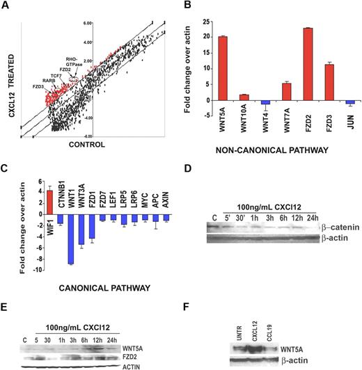 Figure 1. Microarray analysis reveals up-regulation of noncanonical Wnt signaling in CXCL12-mediated T-cell migration. (A) Primary T cells from 3 different donors were treated with human CXCL12 at 100 ng/mL for 12 hours. Cells from the same 3 donors were incubated in media only as a control. RNA was extracted from each sample and subjected to microarray analysis (6 arrays total). Genes with a 2.5-fold cutoff (either up or down) were considered significantly changed. Genes involved in noncanonical Wnt signaling (arrows) were found to be significantly up-regulated (> 2.5-fold increase, P < .05) in the CXCL12-treated T-cell groups. (B) Primary T cells from 4 additional donors were treated with human CXCL12 at 100 ng/mL for 12 hours. Cells from these 4 donors were incubated in media only as a control. RNA was extracted and cDNA was used to perform real-time PCR analysis using the Open Biosystems Superarray pathway reverse transcription–PCR kits. Superarray reverse transcription–PCR analysis confirms that gene members of the noncanonical Wnt signaling pathway are up-regulated (B), whereas members of the canonical Wnt signaling pathway are down-regulated (C). All genes are normalized to actin. Interestingly, the only gene up-regulated in the canonical Wnt signaling pathway is the Wnt inhibitory factor-1 (WIF1), an inhibitor of canonical Wnt signaling. To validate the RNA results, Western blot analysis was performed. (D) Primary human T cells (pool of 3 donors) were treated with 100 ng/mL CXCL12 for the times indicated, then examined by Western blot analysis for β-catenin, Wnt5A, and Fzd2 expression. These data demonstrate that β-catenin is decreased by CXCL12 treatment, but Wnt5A and Fzd2 expression are increased (E). (F) Wnt5A up-regulation is specific to CXCL12, as Western blot analysis demonstrates that CCL19 (100 ng/mL, 12 hours) does not increase Wnt5A expression. Western blots were repeated 3 times, and a representative blot is shown.