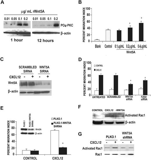 Figure 2. RWnt5A can influence CXCL12-mediated signaling in primary T cells. (A) Western blot analysis demonstrates that phospho-PKC (α, β, and γ isoforms) is up-regulated in primary human T cells by treatment with 0.2 μg/mL rWnt5A for 16 hours. This activation occurs in a biphasic manner. (B) T cells pretreated with rWnt5A for 16 hours demonstrate greater migration in response to CXCL12 in a dose-dependent manner; n (donors) = 3, *P < .01. (C) Western blot analysis demonstrates that in the presence of WNT5A siRNA, 100 ng/mL CXCL12 (12 hours of treatment) failed to increase Wnt5A expression compared with control siRNA-transfected cells. Primary human T cells were then transfected with siRNA against either WNT5A or FZD2, and 36 hours later were subjected to a Matrigel invasion assay. Primary T cells transfected with either WNT5A or FZD2 siRNA demonstrated a diminished migratory response to CXCL12 compared with those transfected with a scrambled siRNA (D); n (donors) = 3, *P < .01. The same is true of a stably transfected WNT5A shRNA cell line (CEM), in which Wnt5A expression is dramatically reduced (E inset) and so is migration in response to CXCL12 (E); *P < .01. These data are supported further by the fact that Rac activation, required for motility of T cells, is increased by rWnt5A (F) in primary T cells and cannot be activated by CXCL12 in WNT5A shRNA-transfected CEM cells (G).