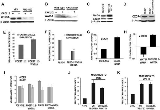 Figure 3. CXCL12 requires CXCR4 to activate Wnt5A, and Wnt5A can modulate CXCR4 expression. Primary human T cells were pretreated with the CXCR4 antagonist, AMD3100 (1 μM, for 1 hour, with continued treatment for 12 hours, in the presence or absence of 100 ng/mL CXCL12). In the presence of AMD3100, CXCL12 is unable to increase Wnt5A expression (A). In CXCR4-null mutant mice, CXCL12 treatment can increase Wnt5A expression in wild-type, but not in CXCR4-null, mice (B). Stable transfection of CEM cells with a plasmid overexpressing WNT5A (pDEST12.2-WNT5A) results in a modest increase (*P < .05) in CXCR4 expression by Western blot analysis (C). Conversely, stable shRNA knockdown of WNT5A (PLKO.1-WNT5A-shRNA) in CEM cells results in a significant decrease in CXCR4 expression (D). This is confirmed by FACS analysis (E-F). RWnt5A treatment (50 ng/mL) of primary T cells resulted in increases in the levels of CXCR4 transcription (G). Transfection of primary T cells with siRNA against WNT5A, resulted in a significant reduction in CXCR4 transcription compared with control siRNA–transfected cells (H). FACS analysis demonstrates that the expression of CCR4 and CCR7, the only other chemokine receptors present on the surface of CEM cells, is not significantly affected by WNT5A overexpression. WNT5A knockdown slightly decreases CCR4, but does not significantly affect CCR7 (I). Migration of CEM cells to either of the ligands for CCR4 and CCR7, that is, TARC (J) and CCL19 (K), is not increased by the addition of rWnt5A, indicating that these effects are specific to the CXCL12/CXCR4 axis.