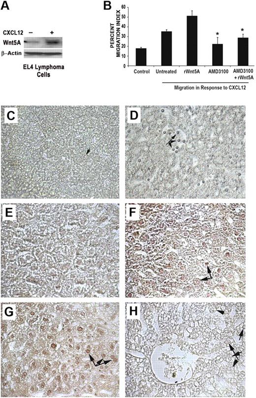 Figure 4. CXCL12 and Wnt5A can increase T-cell migration in an animal model. EL4 cells treated with CXCL12 (100 ng/mL, 12 hours) demonstrate an increase in Wnt5A expression (A). Treatment of EL4 cells with rWnt5A (50 ng/mL, 16 hours) increases migration in response to CXCL12 (B). AMD3100 (1 μM) inhibits Wnt5A stimulation of CXCL12-induced migration; *P < .01 (B). In vivo data demonstrate that in control animals, after the injection of low numbers of EL4 cells, there are very few metastasizing EL4 cells (C), as demonstrated by CD3 staining, compared with the increased number of CD3-positive EL4 cells in the CXCL12-treated (D arrows) and Wnt5A-treated animals (data not shown). The differences in the density of the livers can be clearly seen, where there are clear spaces surrounding the tumor cells in panel D. Sections from control, CXCL12-, and Wnt5A-treated animals were then costained for Wnt5A and CD3, and there is very little infiltration of Wnt5A+ CD3+ EL4 cells in controls (E) compared with the increased EL4 infiltration observed in the livers from CXCL12 (F)− and Wnt5A (G)−treated mice. (H) The section is from a Wnt5A-treated animal, incubated with no primary antibody, used as a negative control for staining, in which infiltrating cells are still visible (arrows), but do not stain positive for CD3 or Wnt5A. Images were taken at 40× (C-D), and 64× (E-H). No counterstaining with hematoxylin was performed in these sections. Slides were viewed with a Zeiss Axiovert 2000 microscope using 40×/0.60 KorrPh2 with 1.6× amplification and Permount medium (Fisher Scientific). Stains were done as described in “Methods.” Images were acquired using a Zeiss AxioCam color camera (model 412-312) and Axiovision Version 3.1 (Zeiss) image acquisition software. Images were processed using Adobe Photoshop Version 8.0 (Adobe Systems).