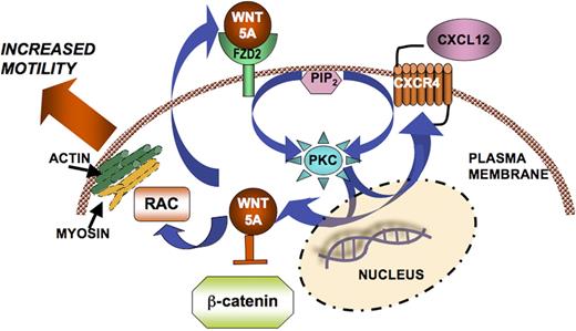 Figure 5. Schematic of Wnt5A signaling in CXC12-mediated T-cell migration. CXCL12 binds to CXCR4 and activates PKC. Both PKC activation and CXCL12/CXCR4 signaling, possibly via unknown mechanisms, can increase the transcription and translation of Wnt5A. This can act in a positive feedback loop, in which Wnt5A can then increase CXCR4 expression, resulting in increased signaling, and ultimately increased migration, perhaps via Rac, actin, and myosin, as demonstrated by Witze et al.12