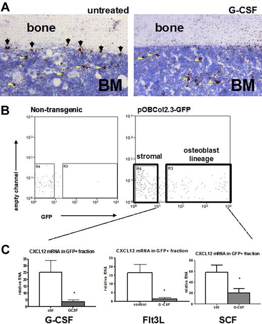 Figure 7. Cytokine-induced mobilization results in the specific loss of osteoblast CXCL12 expression. (A) Representative photomicrograph of CXCL12 RNA in situ from G-CSF–treated (left) and untreated (right) mouse long bones. Specific CXCL12 signal (red) was detected along endosteal surfaces (arrows) and within the bone marrow (arrowheads; n = 3-5, each group). (B) Transgenic (pOBCol2.3-GFP) mice expressing GFP in osteoblast lineage cells were treated with cytokines(n = 4-5 each group), and stromal cells were isolated and fractionated by flow cytometry into nonosteoblast and osteoblast (GFP+) fractions. Shown are representative dot plots showing the sorting strategy; data are gated on CD45− Ter119− stromal cells. (C) CXCL12 mRNA expression (relative to β-actin) in the GFP+ (osteoblast) cell fraction is shown. Data represent mean ± SEM; *P < .05.