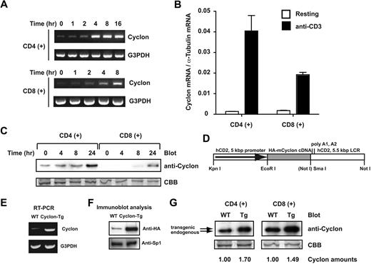 Figure 1. Activation-induced expression of Cyclon in primary T cells and generation of T-cell-specific Cyclon-Tg mice. (A) Induction of Cyclon mRNA in CD4+ and CD8+ splenic T cells by anti-CD3 and anti-CD28 Ab stimulation. Magnetically sorted cells were stimulated by plate-bound anti-CD3 Ab (2 μg/mL) and anti-CD28 Ab (2 μg/mL). Total RNA was subjected to RT-PCR analysis. (B) Real-time RT-PCR analysis of expression of Cyclon mRNA in resting and activated CD4+ or CD8+ splenic T cells. Magnetically sorted cells were stimulated by plate-bound anti-CD3 Ab (2 μg/mL) for 8 hours. Expression of Cyclon mRNA was normalized against that of α-tubulin mRNA. (C) Induction of Cyclon protein expression in CD4+ and CD8+ T cells after anti-CD3 and anti-CD28 Ab stimulation. Cells were harvested at indicated time points after stimulation. Nuclear extracts were prepared and subjected to immunoblot analysis with anti-Cyclon Ab. (D) Schematic representation of the construct driving T cell–specific expression of HA-mCyclon. HA-mCyclon cDNA (shaded box) is being placed under the control of a human CD2 (hCD2) promoter and locus control region (LCR). The Not I site in parentheses was destroyed by blunting. (E) Expression of Cyclon mRNA in Cyclon-Tg splenocytes. mRNA expression was detected by RT-PCR analysis. (F) Expression of HA-mCyclon protein in Cyclon-Tg splenocytes. Nuclear extracts from splenocytes were subjected to immunoblot analysis with anti-HA Ab. (G) Expression of endogenous and transgenic Cyclon proteins in CD4+ and CD8+ T cells from WT and Cyclon-Tg mice. Cells were stimulated with anti-CD3 and anti-CD28 Abs for 24 hours. Nuclear extracts were prepared and subjected to immunoblot analysis with anti-Cyclon Ab. Relative amounts of Cyclon protein were shown. Please note that transgenic Cyclon has a larger molecular weight than endogenous Cyclon protein because of addition of the HA-tag.
