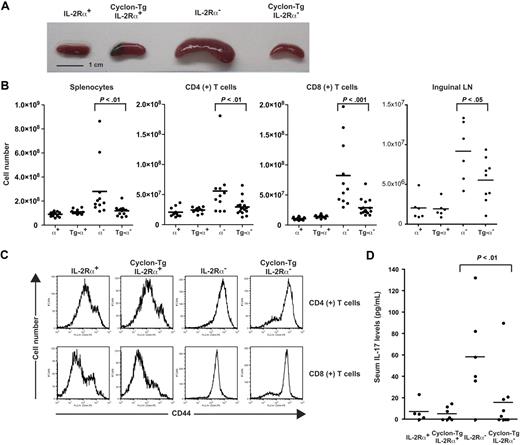 Figure 2. Normalization of autoimmune phenotype of IL-2Rα− mice by transgenic expression of Cyclon. (A) Spleens from 7-week-old IL-2Rα+, Cyclon-Tg IL-2Rα+, IL-2Rα−, and Cyclon-Tg IL-2Rα− mice. (B) Cell numbers of splenocytes, CD4+, and CD8+ splenic T cells, and cells in inguinal lymph nodes from IL-2Rα+, Cyclon-Tg IL-2Rα+, IL-2Rα−, and Cyclon-Tg IL-2Rα− mice. (C) Expression of CD44 on CD4+ and CD8+ splenic T cells from IL-2Rα+, Cyclon-Tg IL-2Rα+, IL-2Rα−, and Cyclon-Tg IL-2Rα− mice. (D) Transgenic expression of Cyclon decreases IL-17 in serum of IL-2Rα− mice. Serum concentrations of IL-17 were analyzed in 7-week-old IL-2Rα+, Cyclon Tg IL-2Rα+, IL-2Rα−, and Cyclon TgIL-2Rα− mice by enzyme-linked immunosorbent assay.