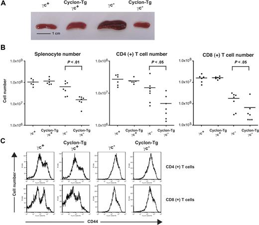Figure 3. Normalization of splenomegaly of γc− mice by transgenic expression of Cyclon. (A) Spleens from 8-week-old γc+, Cyclon-Tg γc+, γc−, and Cyclon-Tg γc− mice. (B) Cell numbers of splenocytes, CD4+ splenic T cells, and CD8+ splenic T cells from γc+, Cyclon-Tg γc+, γc−, and Cyclon-Tg γc− mice. (C) Expression of CD44 on CD4+ and CD8+ splenic T cells from γc+, Cyclon-Tg γc+, γc−, and Cyclon-Tg γc− mice.
