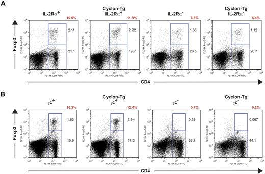 Figure 4. Transgenic expression of Cyclon fails to restore defective T-reg development in IL-2R–deficient mice. (A) T-regs in spleens from IL-2Rα+, Cyclon Tg IL-2Rα+, IL-2Rα−, and Cyclon TgIL-2Rα− mice. (B) Lack of T-regs in Cyclon-Tg γc− mice. Splenocytes from 8-week-old mice were stained with mAbs to FITC-conjugated anti-CD4 Ab and PE-conjugated anti-Foxp3 Ab. Percentages of T-regs in CD4+ T cells are shown in red.