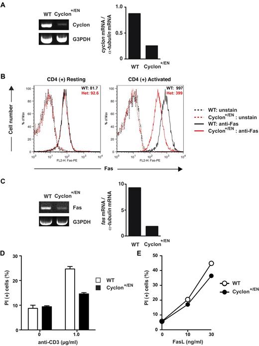 Figure 6. Decreased expression of Fas and AICD in CD4+ T cells by reduced Cyclon expression. (A) Expression levels of Cyclon mRNA in activated CD4+ T cells from WT and Cyclon+/EN mice. (B) Surface expression of Fas on activated CD4+ T cells from WT and Cyclon+/EN mice. CD4+ T cells sorted magnetically were activated with anti-CD3 Ab (2 μg/mL) and anti-CD28 Ab (2 μg/mL) for 3 days and cultured in the presence of IL-2 for 1 day, and then stained with PE-conjugated anti-Fas Ab. (C) Expression of Fas mRNA in activated CD4+ T cells from WT and Cyclon+/EN mice. (D) Decreased AICD of CD4+ T cells from Cyclon+/EN mice. CD4+ T cells sorted magnetically were activated with anti-CD3 Ab (2 μg/mL) and anti-CD28 Ab (2 μg/mL) for 3 days. Live cells were purified by density centrifugation and restimulated with different concentrations of anti-CD3 in the presence of IL-2 (5 ng/mL). Cells were incubated for 2 days, and viability was examined by PI staining and flow cytometry. (E) Decreased FasL-induced cell death of CD4+ T cells from Cyclon+/EN mice. CD4+ T cells were activated with anti-CD3 Ab (2 μg/mL) and anti-CD28 Ab (2 μg/mL) for 3 days. Live cells were purified by density centrifugation and restimulated with different concentrations of FasL in the presence of IL-2 (5 ng/mL). Cells were incubated for 24 hours, and viability was examined by PI staining and flow cytometry.