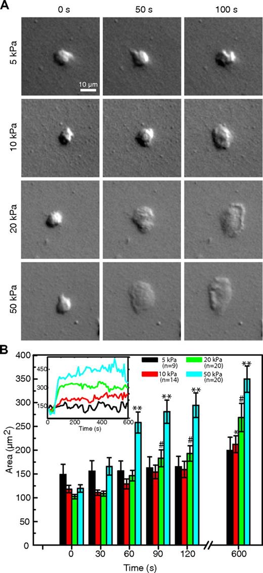 Figure 1. Comparison of neutrophil spreading on substrates of different stiffness. (A) DIC images show neutrophils spreading over a period of 100 seconds on 4 gels of different stiffness (5, 10, 20, and 50 kPa), each at 3 time points. (B) The average spread area for each stiffness condition is plotted over time. Neutrophils on the softer gels maintained a smaller area and spread significantly less than the neutrophils on the stiffer gels. The majority of spreading was completed within the first 120 seconds. Neutrophils on the softest substrate showed no statistical change in size, even after 10 minutes, whereas those on the stiffest substrate more than tripled in area in the same amount of time. The number of cells measured for each condition is indicated in the legend. Error bars represent SE measurements. *Significant increase for the 10-kPa gels (with respect to the t = 0 point). #Significant increase for the 20-kPa gels (with respect to the t = 0 point). **Significant increase for the 50-kPa gels (with respect to the t = 0 point). Inset: The areas of the 4 neutrophils shown in the DIC images are plotted for the full 10 minutes.