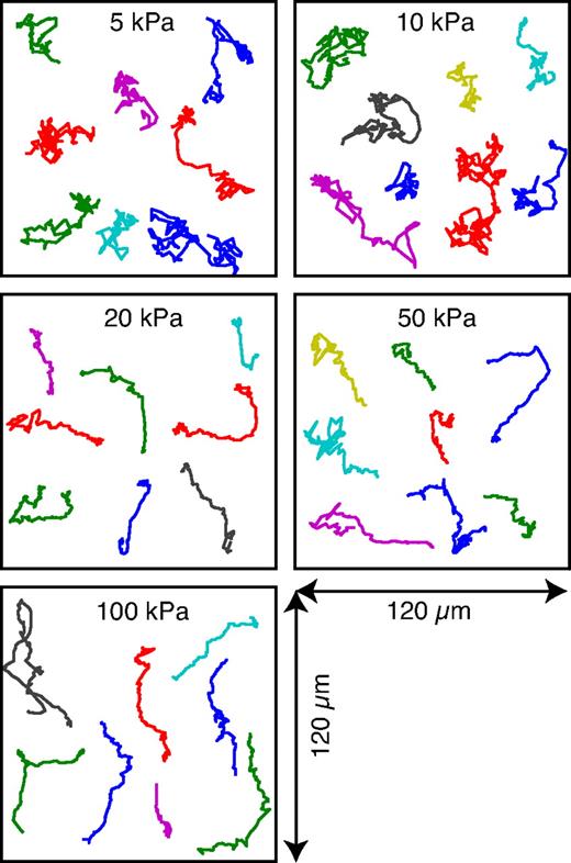 Figure 3. Migration plots showing 8 random neutrophil migration paths for gels of 5 different stiffnesses. On the softer gels (5 and 10 kPa), the neutrophils moved quickly and changed direction often. On the stiffer gels, the neutrophils were more efficient, moving slower but showing a much greater persistence and changing direction less often.