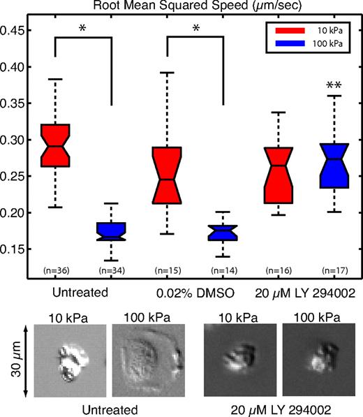 Figure 7. LY294002 inhibits the ability of the neutrophil to sense stiff substrates. The root mean squared speed was calculated for neutrophils chemotaxing toward a pipette tip loaded with fMLP. Untreated cells and cells treated with 0.02% DMSO (vehicle control) and 20 μM LY294002 were recorded for a period of 30 minutes. No statistical difference was seen between the untreated cells and vehicle (DMSO)–treated cells. *Both the untreated and vehicle (DMSO)–treated cells showed a statistical difference between 10- and 100-kPa gels. Cells treated with LY294002 were indistinguishable on the 10- and 100-kPa gels. **The cells treated with LY294002 on the 100-kPa gels were significantly different from the untreated and vehicle cells on 100-kPa gels. In addition, cells treated with LY294002 showed limited ability to spread as shown in the representative DIC images below the plot. The DIC images are snapshots of single cells taken from supplemental Videos 3 through 6, respectively.