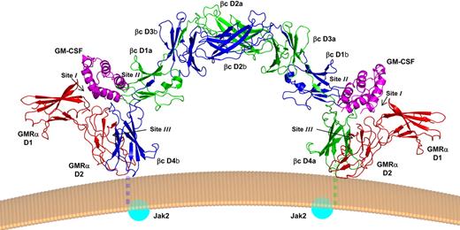 Figure 1. Crystal structure of the GM-CSF receptor ternary complex. Cartoon ribbon picture showing the hexamer complex as it would sit on a cell surface. One monomer of βc is shown in green (chain a) and the other in dark blue (chain b). GM-CSF is shown in magenta, and GMRα in red. Labels denote the protein domains, whereas the location of the interacting surfaces (sites I-III) is indicated. The transmembrane regions, missing in the structure, are shown stylistically as dashed lines. The Jak2 molecules, which are attached to the cytoplasmic tails and require transphosphorylation for receptor activation, are shown as blue spheres. This and subsequent figures were prepared with PyMOL.144