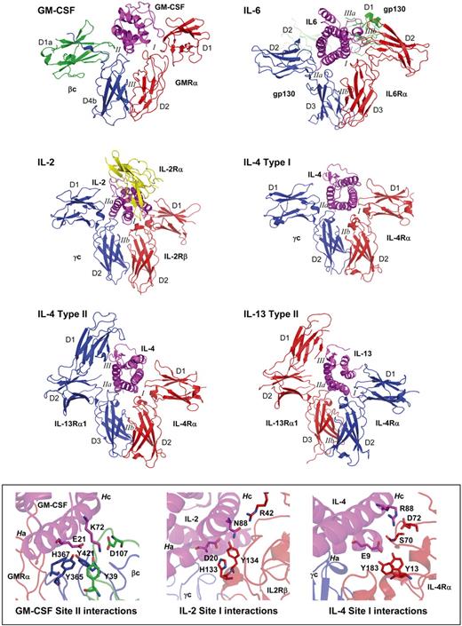Figure 2. Comparison of heteromeric cytokine receptor complexes. Cytokine receptor complexes for GM-CSF, IL-2, IL-4, IL-6, and IL-13. In all cases, the cytokine is shown in magenta, although the receptor subunits are colored according to the order in which they bind cytokine, red for the first subunit and blue or green for the second subunit, whereas the IL-2Rα subunit is yellow. Receptors are named, their domains are numbered D1 to D4, and the interacting surfaces are numbered I, II, and III. The inset panel at the bottom highlights the conserved interaction motif observed for GM-CSF/βc (site II), IL-2/IL-2Rα (site I), and IL-4/IL-4Rα (site I). Components are colored as above, and the key residues are shown in stick fashion, whereas cytokine helices A and C are labeled (Ha, Hc).