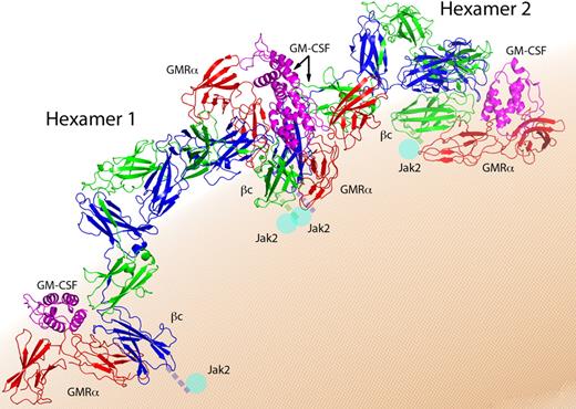 Figure 3. The dodecamer complex. View of the dodecamer from above the membrane surface. Components are labeled and colored as in Figure 1, and each hexamer complex is indicated.