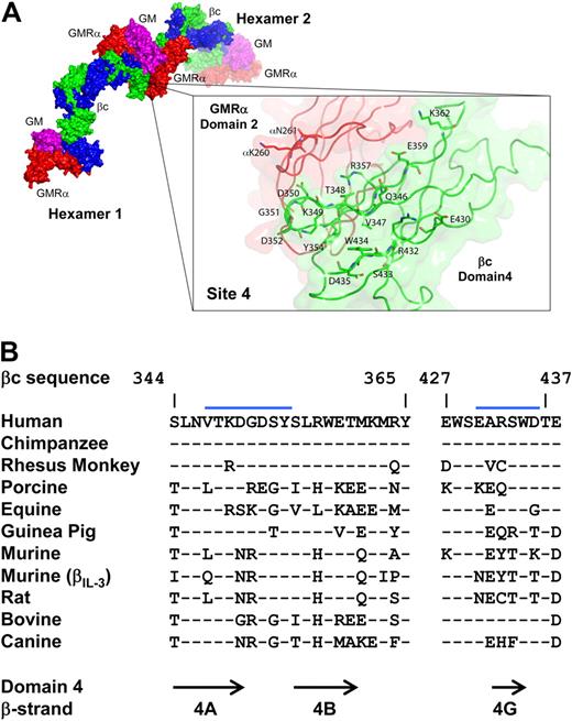 Figure 4. The site 4 interaction surface of the dodecamer complex. Dodecamer assembly occurs through the site 4 interaction surface at the hexamer:hexamer interface. (A) View of the site 4 interface, demonstrating that the residues are predominantly from βc domain 4 (green), but include some from GMRα domain 2 (red). Coloring as in Figure 1. (B) Comparison of the sequence of the βc site 4 region from different species. The blue bars denote the region located at the site 4 interface.