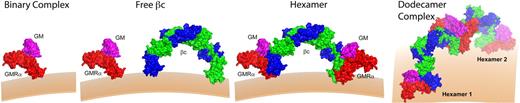 Figure 5. Model of receptor activation. The low-affinity binary complex consists of GM-CSF (magenta) bound to GMRα (red). Interaction with free βc (blue and green) forms the high-affinity hexamer complex. Dodecamer (or higher order) complexes form by lateral aggregation of hexamer complexes to form a fully competent signaling complex. Jak2 associated with βc (data not shown) is able to dimerize and transphosphorylate in the dodecamer complex, but not in the hexamer complex.