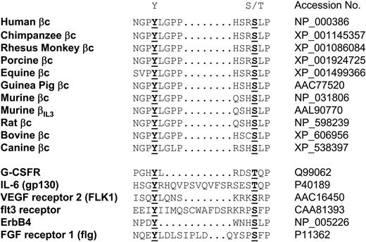 Figure 6. Evolutionary conservation of the GM-CSF receptor binary switch and analogous sequences in other hemopoietic growth factor receptors. Sequence alignment of the binary switch in βc from different species is shown (top) as well as analogous sequences in receptors for other human hemopoietic regulators (bottom). The conserved Ser and Tyr residues subject to phosphorylation are highlighted.