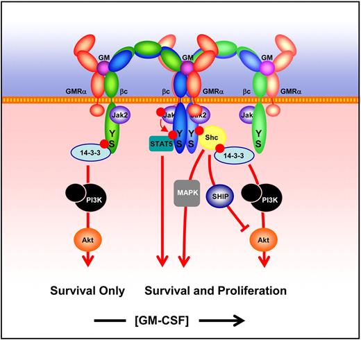 Figure 7. Hemopoietic cell survival is regulated by exogenous concentrations of GM-CSF. The selective activation of the Ser585/14-3-3/PI-3 kinase survival-only pathway is triggered by low pM concentrations of GM-CSF (left). The alternative survival and proliferation pathway triggered by higher concentrations of GM-CSF is dependent on the dodecamer assembly and involves the Jak/STAT, Ras/mitogen-activated protein kinase, and PI-3 kinase pathways (right). The key receptor-proximal events that initiate these signaling pathways are the mutually exclusive phosphorylation of Ser585 and of Tyr577 of βc.