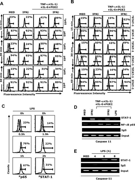 Figure 6. Involvement of NF-κB and STAT-1 in caspase-11 expression. (A-B) CD11c+ DCs were treated with IFNβ (1000 IU/mL), or cytokine cocktail in the presence or absence of IFNβ (1000 IU/mL). At 15, 30, and 60 minutes, DCs were fixed, permeabilized, and analyzed by intracellular staining with (A) phospho-p65, total p65, (B) phospho-STAT-1, and total-STAT-1 antibody. (C) CD11c+ DCs were treated with LPS (1 μg/mL) for different time periods and analyzed for phospho-p65 and phospho–STAT-1 intracellular levels. (D-E) CD11c+ DCs were treated with IFNβ (1000 IU/mL), LPS (1 μg/mL), cytokine cocktail in the presence or absence of IFNβ (1000 IU/m) for 1.5 hours (D), or with LPS (1 μg/mL) for 4, 6, and 8 hours (E). Cells were fixed, sonicated, and subjected to ChIP analysis using antibodies to STAT-1, NF-κBp65, or control IgG. Precipitated DNA was isolated and evaluated by PCR using specific primers for the proximal regulatory region of the caspase-11 promoter. PCR products were fractionated through 2% agarose gel electrophoresis. Data are representative of 3 independent experiments (A-C) and 2 representative experiments (D-E).