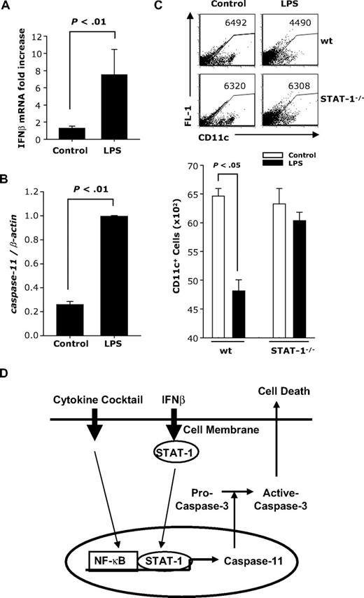 Figure 7. In vivo effects of LPS administration on caspase-11 expression and numbers of CD11c+ splenic DCs. BALB/c mice (males; n = 6) were injected with LPS (100 μg). Twenty-four hours later, splenic CD11c+ DCs were purified and subjected to real-time RT-PCR for (A) IFNβ or (B) caspase-11. (C) wt and STAT-1−/− mice were injected intraperitoneally with LPS (50 μg). Forty-eight hours later, splenocytes were analyzed for CD11c expression. (D) Model for IFNβ-induced apoptosis in mature DCs. Maturation by the cytokine cocktail activates NF-κB; IFNβ activates STAT-1. The 2 transcription factors bind to caspase-11 promoter. Caspase-11 subsequently activates caspase-3 and results in apoptosis.