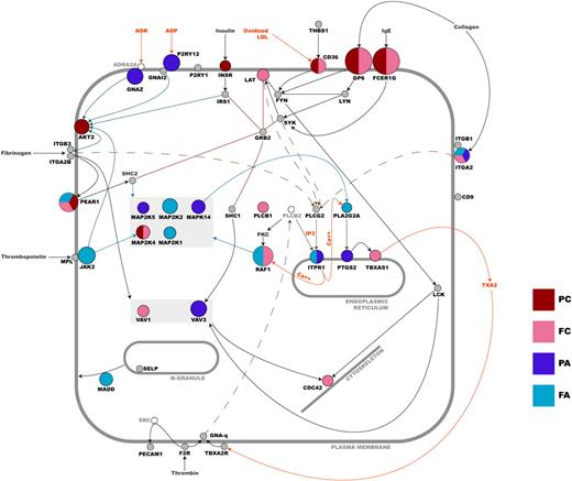 Figure 7. Schematic overview of the functional relationship between candidate gene products in platelets. Nodes that are colored represent genes in which sequence variation correlates with platelet functional. Genes that are colored gray have been tested, but no significant association was seen. Genes depicted as unfilled nodes were not tested but are included for pathway clarification. The diameter of a colored node is inversely proportional to the log base 10 of the lowest P value associated with any one of the platelet functional quantitative traits for that gene—the larger the node, the greater the effect (PC, P-selectin expression upon CRP-XL stimulation; FC, fibrinogen binding upon CRP-XL stimulation; PA, P-selectin expression upon ADP stimulation; FA, fibrinogen binding upon ADP stimulation). Sequence variation in a gene may be associated with more than one functional index (see Figure 4, Table 1, and supplemental Table 1 for a more detailed breakdown of individual effects). An edge between nodes denotes a functional relationship between gene products, and all are based on published data that have been interpreted by an expert in platelet signaling (J.-W.A.).