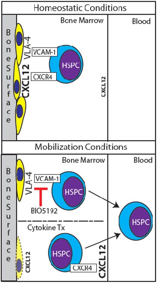 Normally, HSPCs are retained in BM niches in part by CXCR4/CXCL12 and VCAM-1/VLA-4 signaling (top panel). HSPCs are mobilized by BIO5192's antagonism of VCAM-1, and perhaps in part by suppression of osteoblasts and redistribution of CXCL12 levels via cytokine treatment (bottom panel).