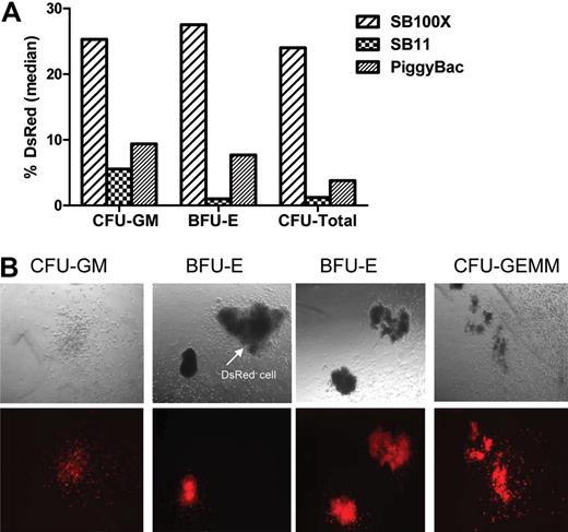 Figure 1. Transposon-mediated stable reporter gene expression in CD34+ HPCs. (A) Bar graph represents the percentage of DsRed+ colonies generated by CD34+ cells after nucleofection using 15 μg SB transposon with 5 μg SB100X or SB11, or using 15 μg piggyBac transposon plus 5 μg piggyBac transposase. Median of 5 replicates is shown. There were no DsRed+ colonies derived from CD34+ cells transfected with SB transposon plasmid without transposase (data not shown). (B) Morphology of DsRed+ progenitor colonies. (Top panel) Dark field microscopic view (original magnification, ×100) of human hematopoietic committed progenitors. (Bottom panel) DsRed fluorescence of the same colonies. BFU-E indicates burst-forming unit-erythrocyte; CFU-GM, colony-forming unit-granulocyte/macrophage; CFU-GEMM, colony-forming unit- granulocyte/erythrocyte/monocyte/macrophage.
