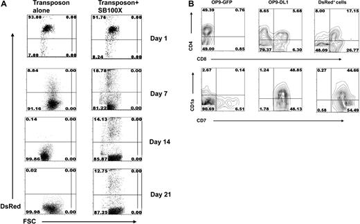 Figure 2. T-cell development and transgene expression in SB100X-transfected CD34+ HPCs. (A) The percentage of DsRed+ cells after transfection of CD34+ HPCs with SB transposon alone or both transposon and SB100X transposase. Nucleofected CD34+ cells were cocultured onto OP9-DL1 stromal cells + Flt-3L and IL-7 and analyzed for DsRed expression by flow cytometric analysis on days 1, 7, 14, and 21. (B) T-cell development and phenotyping. Transfected CD34+ HPCs were cocultured with OP9-DL1 or OP9-GFP stromal cells for 28 days and assayed by flow cytometry for the expression of CD4, CD8, CD1a, and CD7. In CD34+ SB transposon + SB100X transposase-transfected HSCs, the DsRed+ cells were gated and analyzed for the expression of CD4/CD8 and CD1a/CD7.