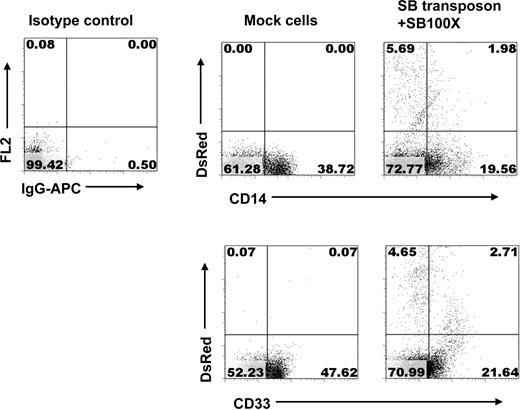 Figure 5. Stable transgene expression in myeloid cells derived from SB100X-transfected CD34+ HPCs. After nucleofection, CD34+ cells were cocultured with MS-5 cells + SCF, IL-6, and IL-3. On day 28, the cells were analyzed with flow cytometry for expression of transgene and markers of myeloid cells.