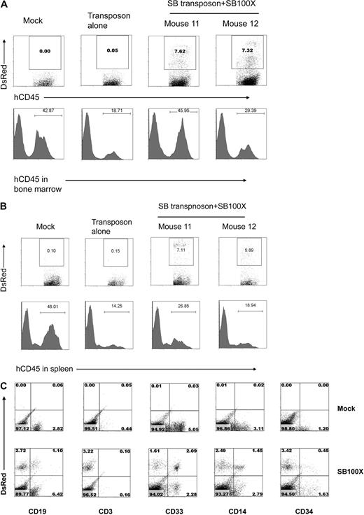 Figure 6. Engraftment and stable expression of transgene in human CD45+ cells in NOG mice after transplantation of transfected CD34+ HPCs. (A) Engraftment and transgene expression in bone marrow cells at 12 weeks after transplantation. (B) Engraftment and transgene expression in spleen at 12 weeks after transplantation. (C) Phenotyping of bone marrow cells 12 weeks after transplantation. The percentage of DsRed+ and human CD19+, CD3+, CD33+, CD14+, and CD34+ cells is shown.