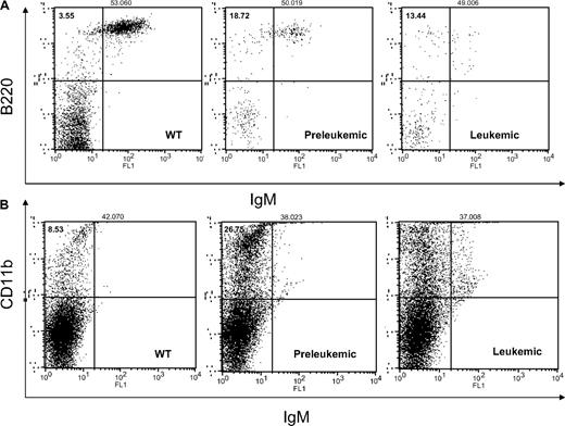 Figure 2. MiR-155 preleukemic transgenic mice are characterized exclusively by an expansion of the pre–B-cell population, whereas the MiR-155–induced leukemias display a mixed B220low/IgM− and B220low/IgM+ immunophenotype. The myeloid lineage was equally expanded in all transgenics, preleukemic and leukemic alike. (A) Flow cytometry for B220 and IgM shows an increase of the B220+/IgM− population in the preleukemic spleens compared with the wild-type ones; the leukemic spleens exhibit a mixed B220low/IgM+ and B220low/IgM− immunophenotype. (B) Flow cytometry for CD11b shows an important increase of the myeloid lineage in the transgenic spleens (preleukemic and leukemic) compared with the wild-types.